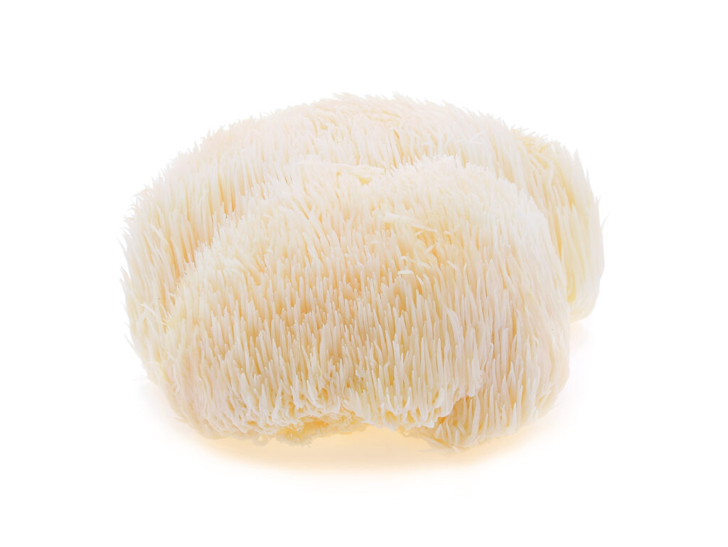 lions mane mushroom fresh